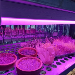 Grow Led Lighting