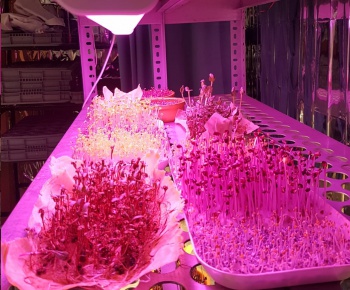 Grow Led Light